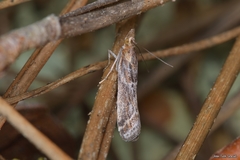 Ancylosis cinnamomella