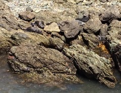 Arctocephalus townsendi