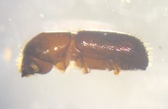 Xyleborus volvulus