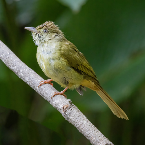 Grey-eyed Bulbul (Iole propinqua), photo 10