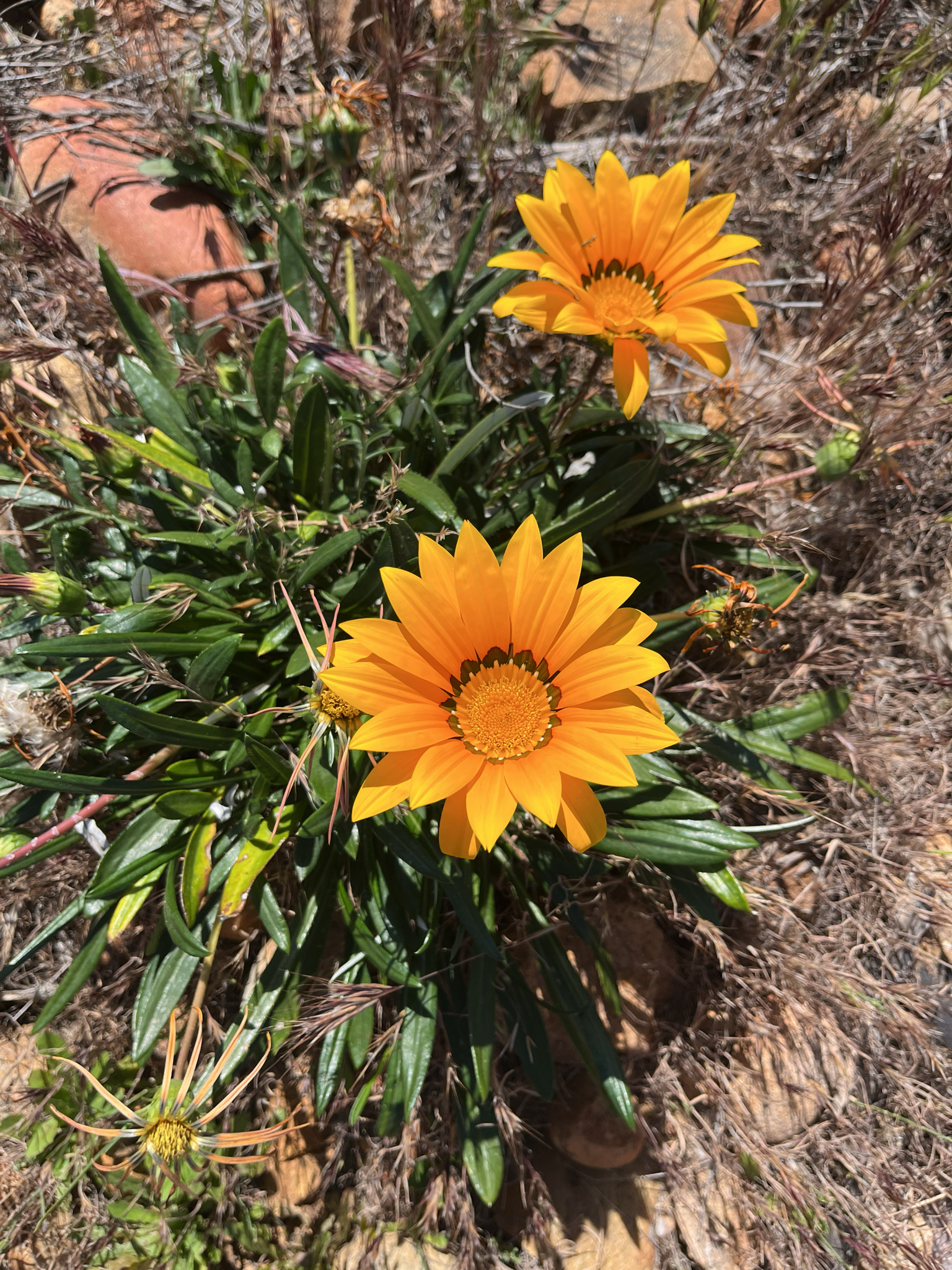 Wedding Treasureflower (Gazania linearis)