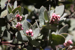 Arctostaphylos auriculata