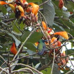 Saucerottia saucerottei