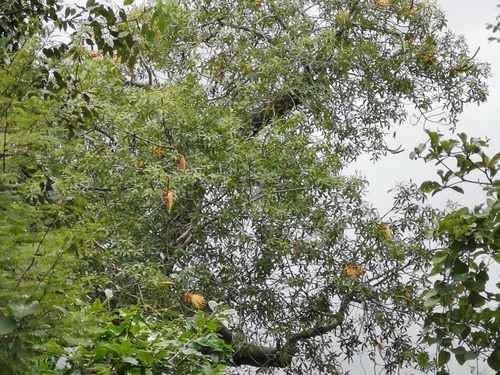 fony baobab (Adansonia rubrostipa)