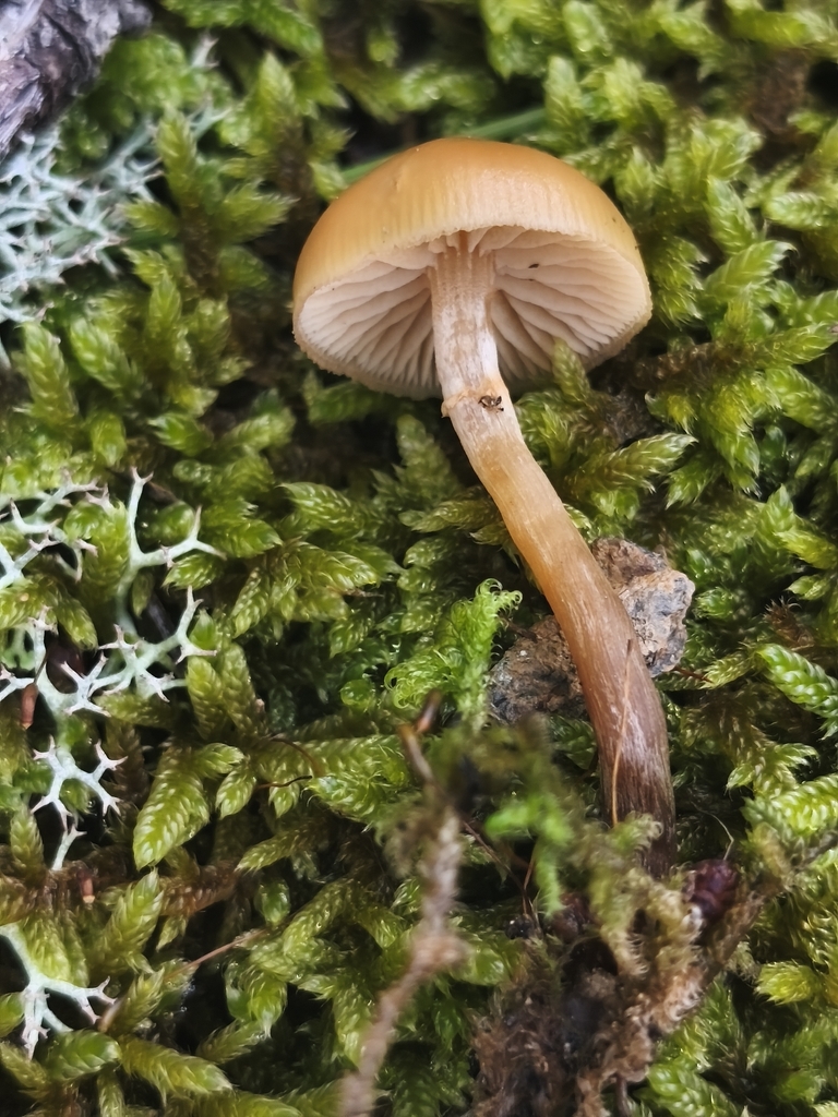 Galerina marginata · March 2026 · photo: © mycototor (iNaturalist, cc-by)