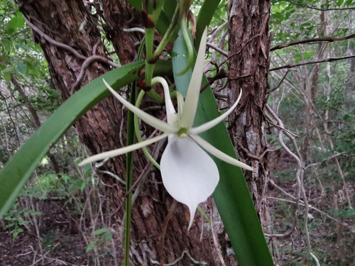 Angraecum praestans, photograph 3