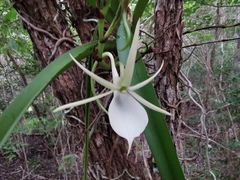 Angraecum praestans, photograph (c) Jason Berger, some rights reserved (CC BY)