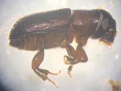 Dendroctonus mesoamericanus