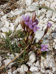 Gentianella columnae