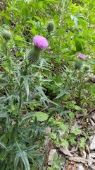 Cirsium vulgare