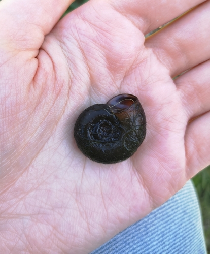 Planorbarius corneus