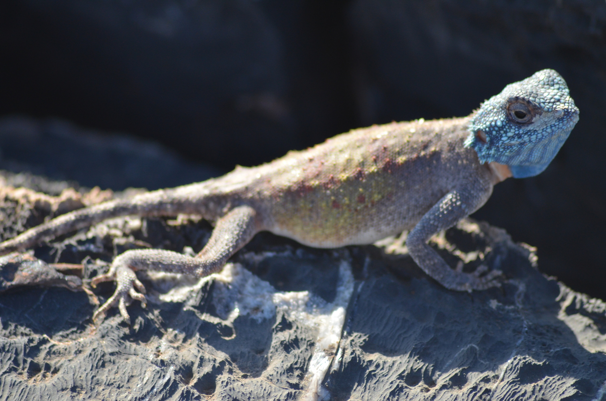 Agama anchietae Bocage, 1896