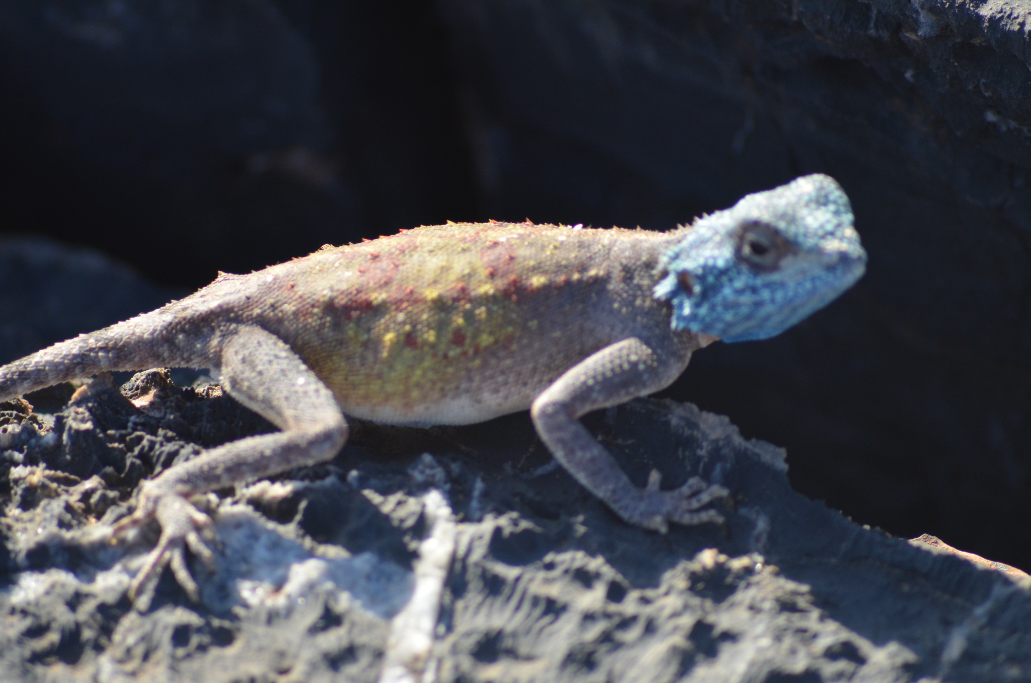 Agama anchietae Bocage, 1896