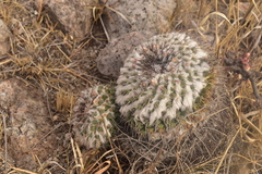 Mammillaria orcuttii
