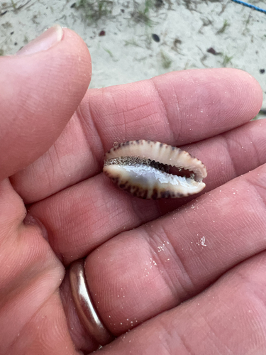 Cypraea nigropunctata, 2026-03-12
