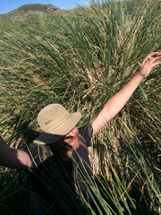 Poa flabellata
