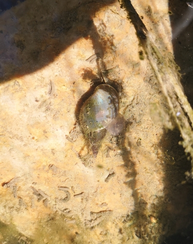 Lymnaea stagnalis