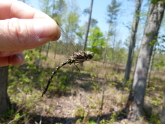 Gomphaeschna furcillata