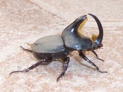 Diloboderus abderus