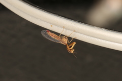 Austromantispa trevori