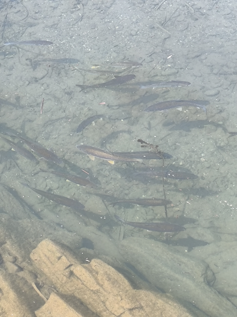 Andalusian barbel (Luciobarbus sclateri) — Cyprinidae