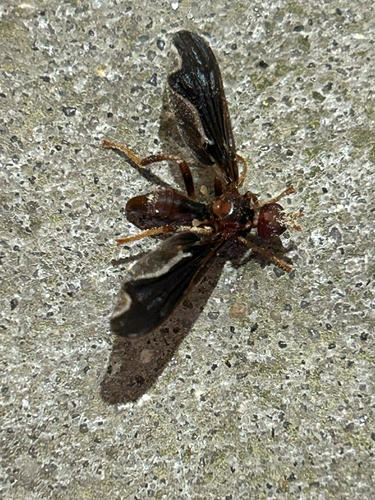 Unknown species found near Holy Redeemer Rd, Lacombe, LA, US