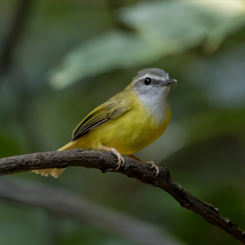 Yellow-bellied Warbler (Abroscopus superciliaris), photo 6