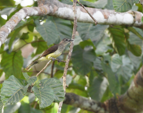 iNaturalist image