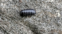Armadillidium vulgare