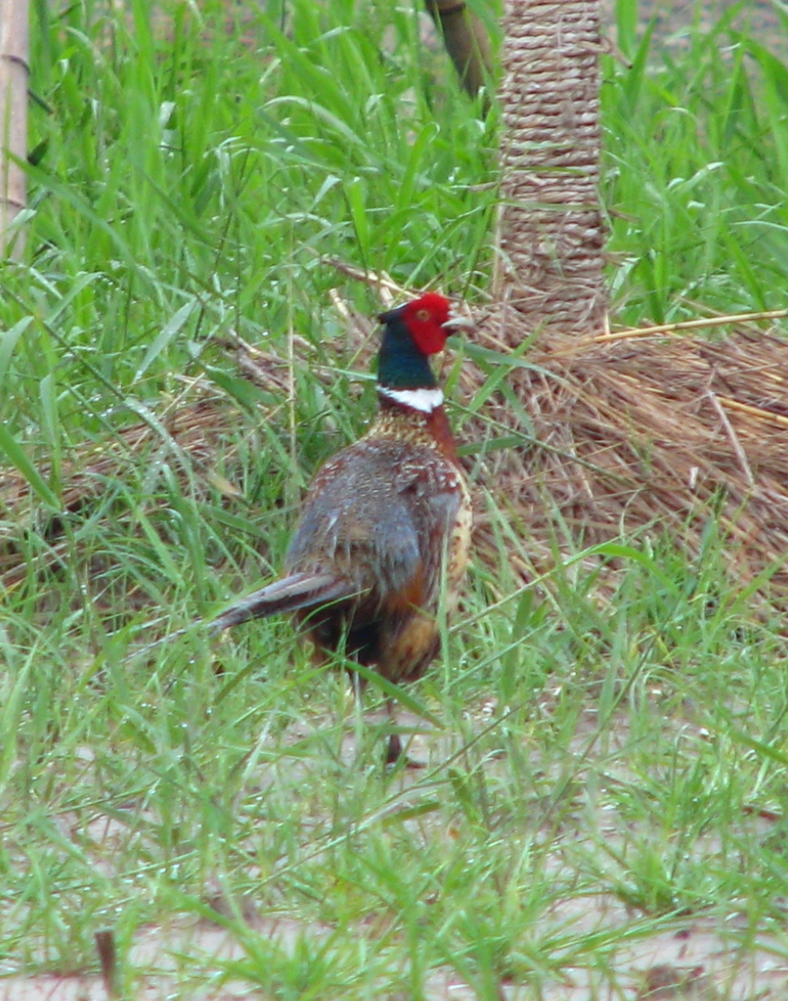 Common Pheasant