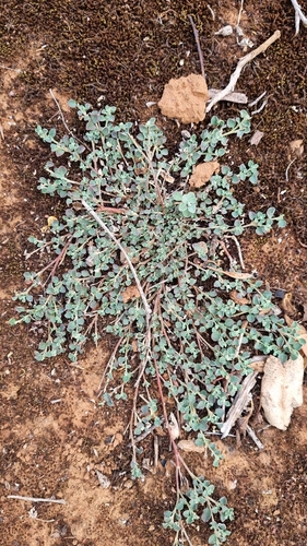 Euphorbia drummondii, 2026-03-12