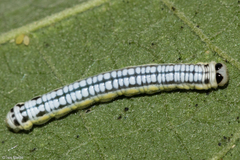 Hypothyris euclea