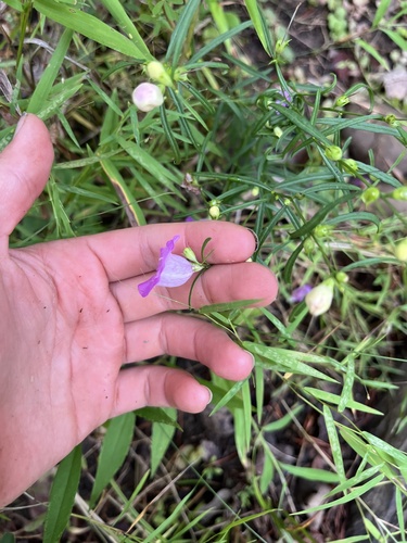 Purple False Foxglove (Agalinis purpurea)