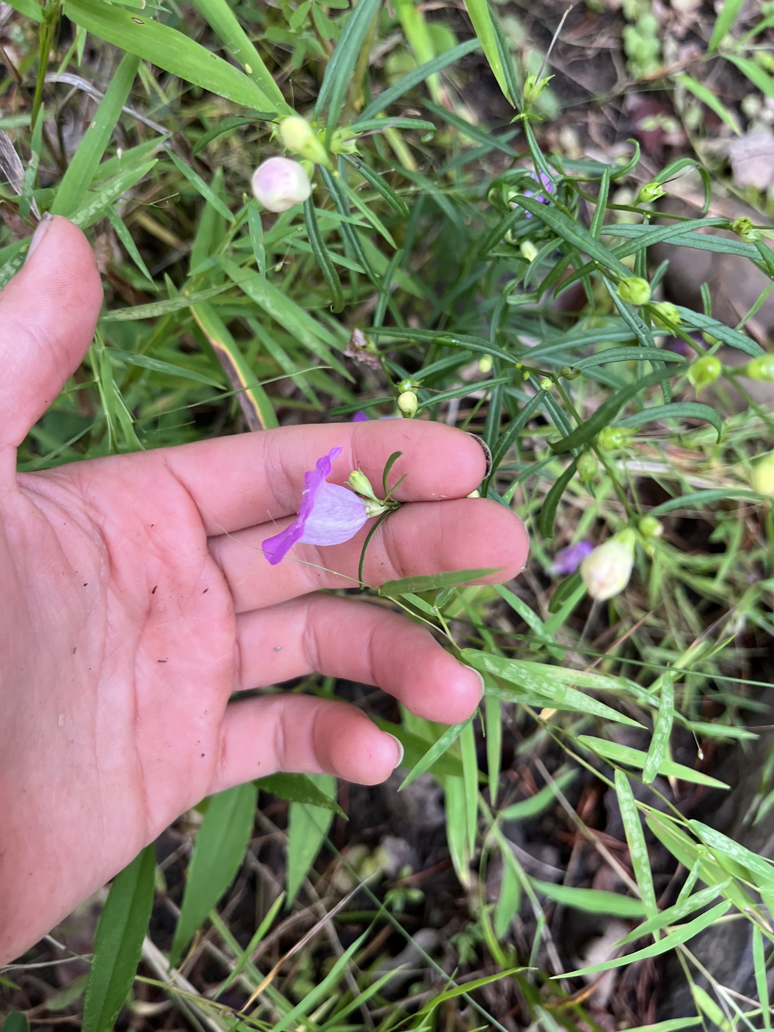 Purple False Foxglove (Agalinis purpurea)