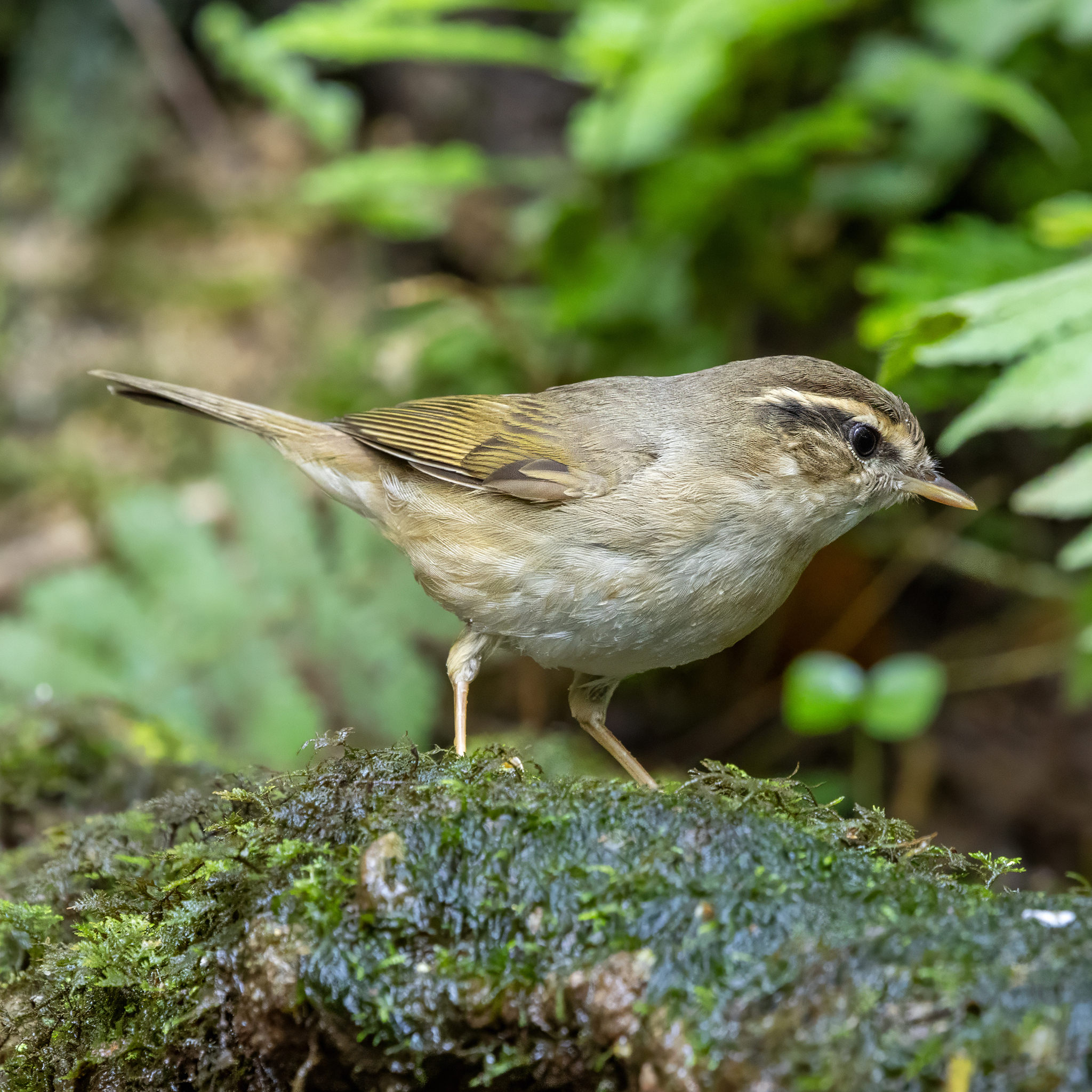 Radde's Warbler (Phylloscopus schwarzi), photo 6