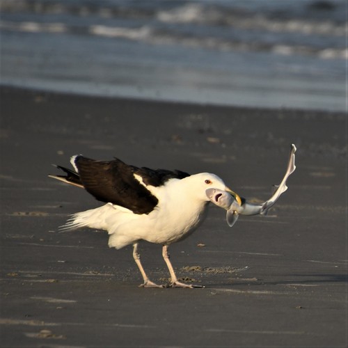 Great Black-backed Gull｜大黑背鸥 参考照片