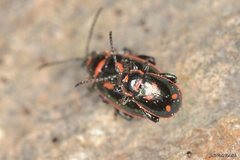 Oedionychis cincta