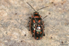 Oedionychis cincta