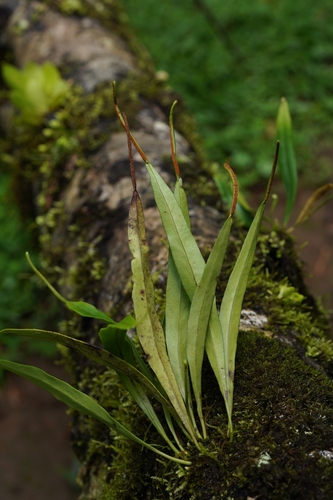 Lepisorus spicatus observed 2026-02-23