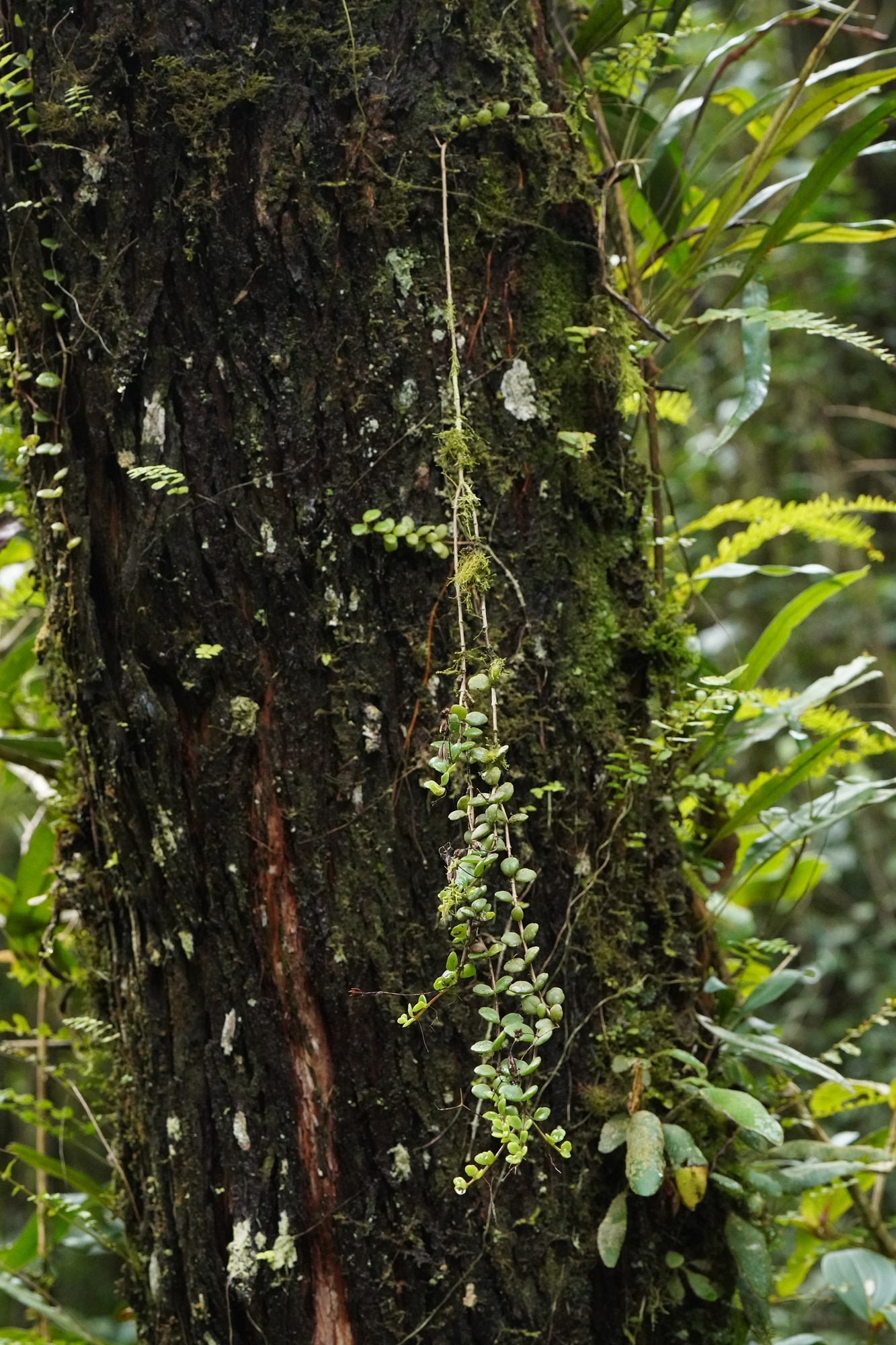 Kitchingia
