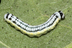 Hypothyris euclea