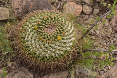 Mammillaria gigantea