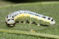 Hypothyris euclea