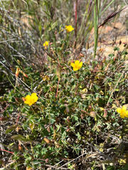 (c) Rachel Allingham, some rights reserved (CC BY) Oxalis californica, photograph (c) Rachel Allingham, some rights reserved (CC BY)