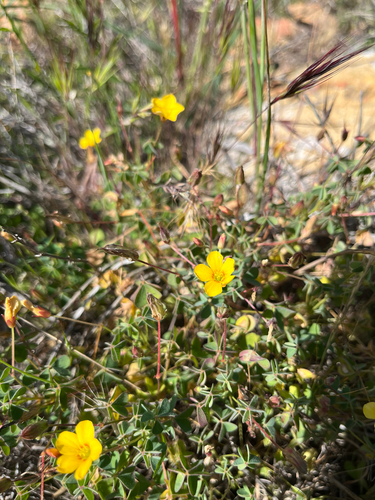 California woodsorrel (Oxalis californica)