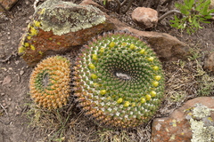 Mammillaria gigantea
