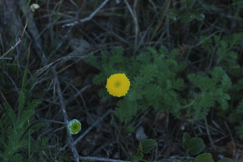 Cotula discolor, photograph 4
