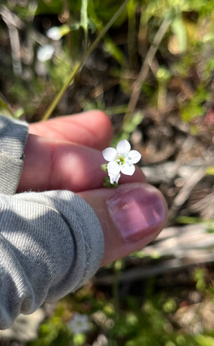 chaparral gilia (Gilia angelensis)