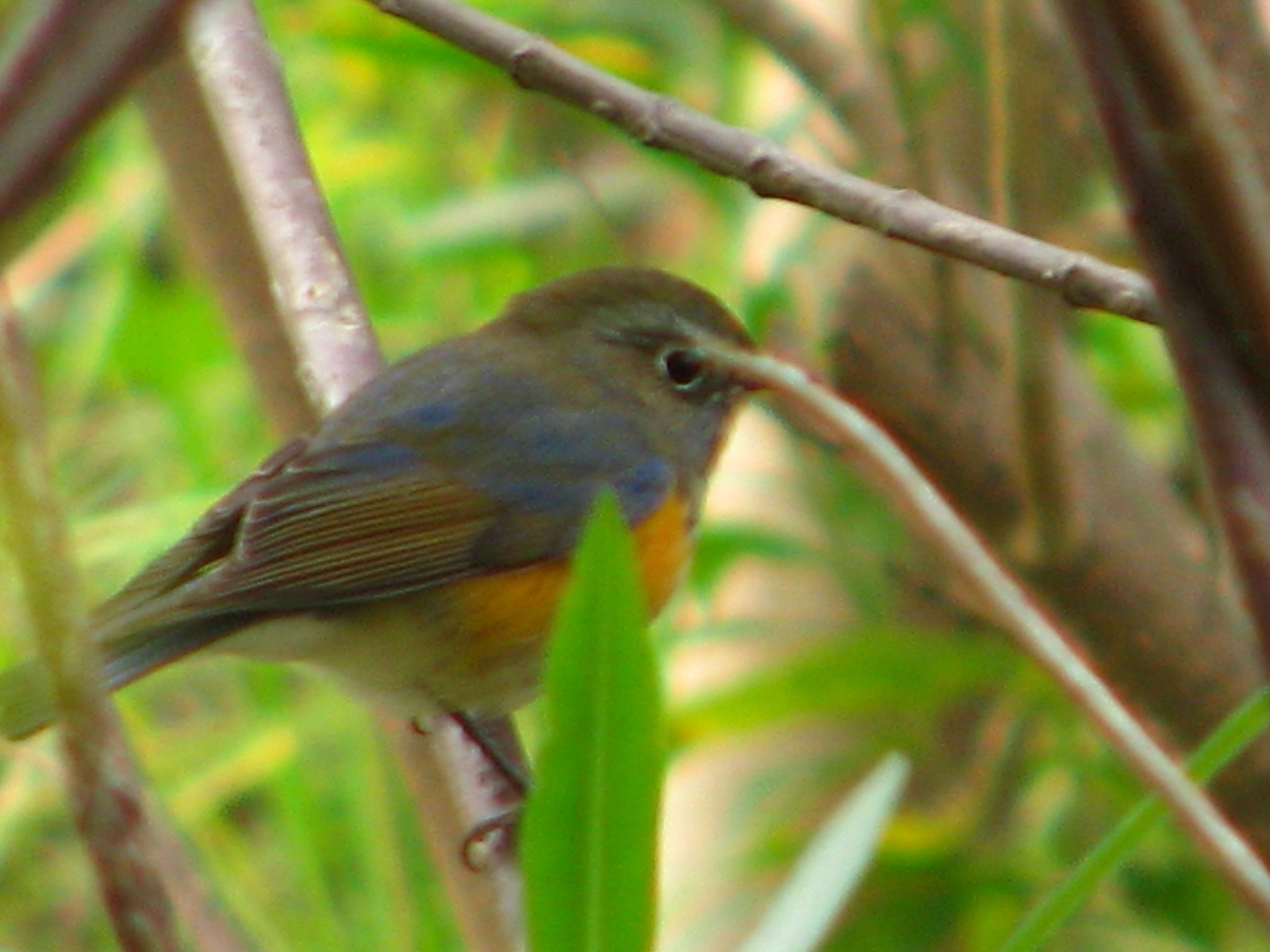 Red-flanked Bluetail