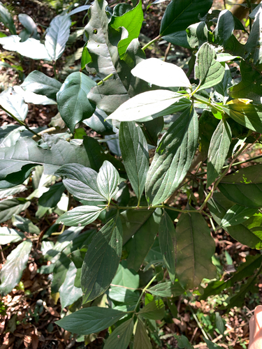 White Ox Creeper (Oldenlandia hedyotidea)